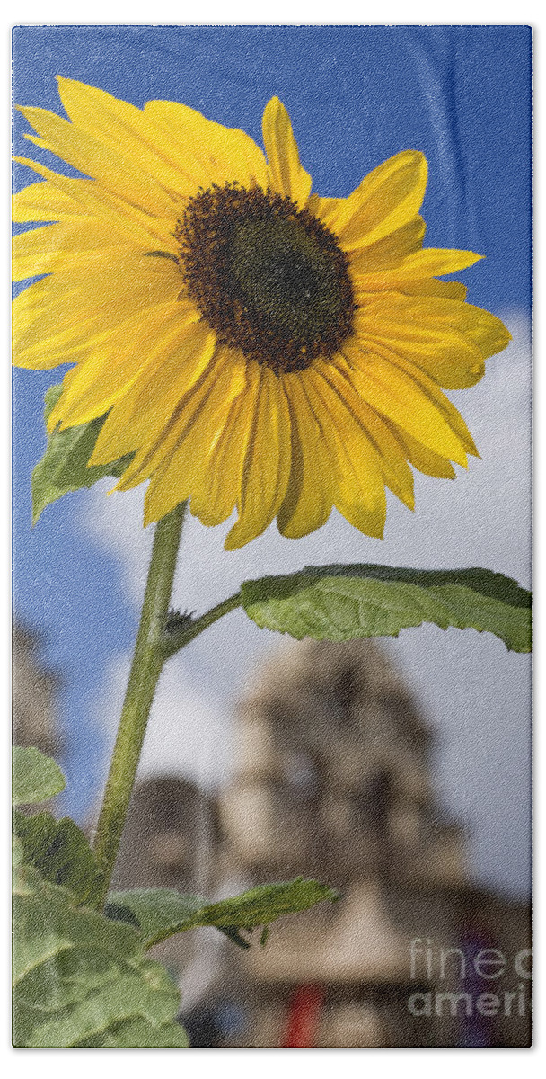 Sunflower Hand Towel featuring the photograph Sunflower in Balboa Park by Daniel Knighton