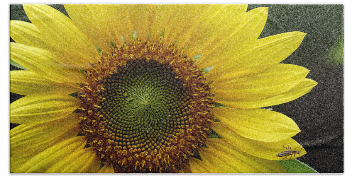Helianthus Annuus Bath Towel featuring the photograph Sunflower With Insect by Daniel Reed