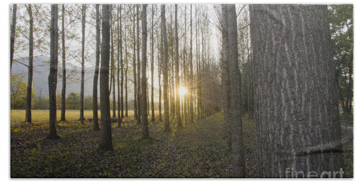 Field Hand Towel featuring the photograph Sunlight in the forest by Mats Silvan