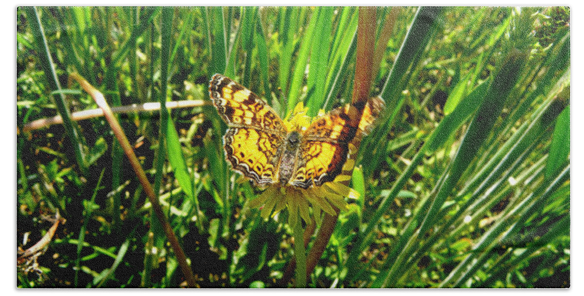Butterfly Bath Towel featuring the photograph Sunning On A Dandelion by Kim Galluzzo Wozniak