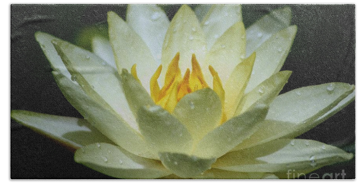 Floral Bath Towel featuring the photograph Sunshine Water Lily by Living Color Photography Lorraine Lynch