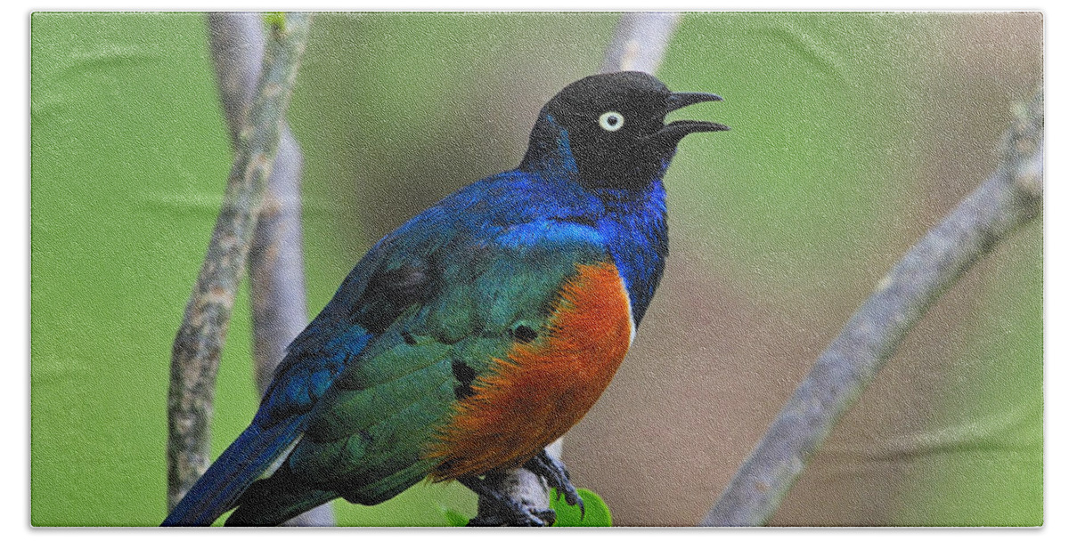 Superb Starling Hand Towel featuring the photograph Superb Starling by Tony Beck