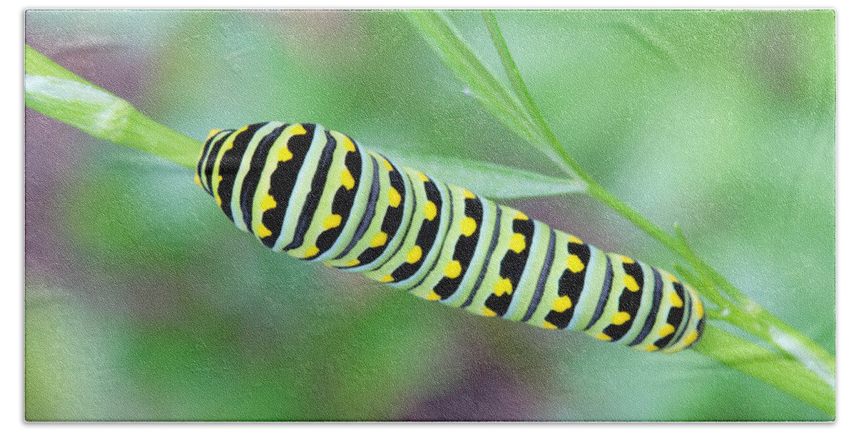 Papilio Polyxenes Bath Towel featuring the photograph Swallowtail Caterpillar On Parsley by Daniel Reed