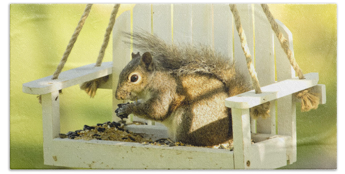 Squirrel Hand Towel featuring the photograph Swingin Squirrel Robber by Bill and Linda Tiepelman