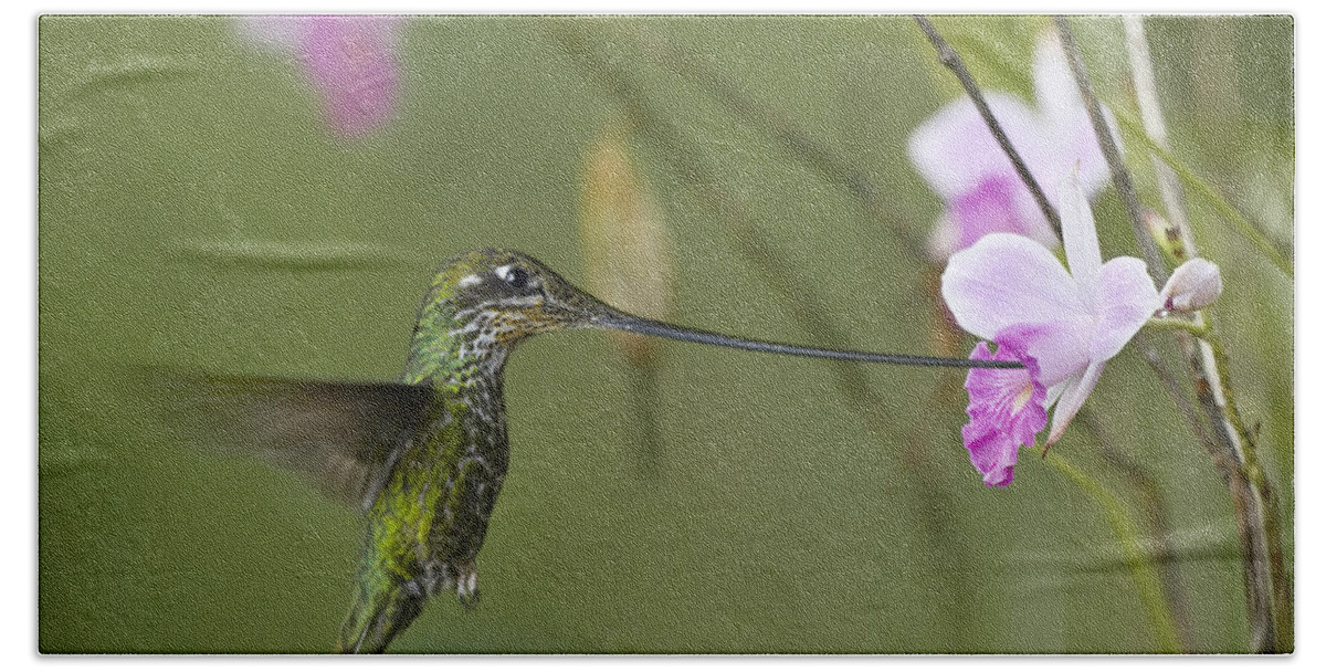 00486960 Bath Towel featuring the photograph Sword Billed Hummingbird Feeding by Tim Fitzharris