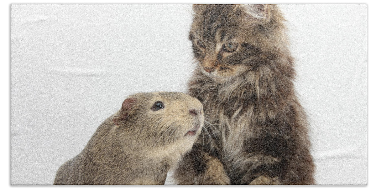 Nature Hand Towel featuring the photograph Tabby Maine Coon Kitten With Guinea Pig by Mark Taylor
