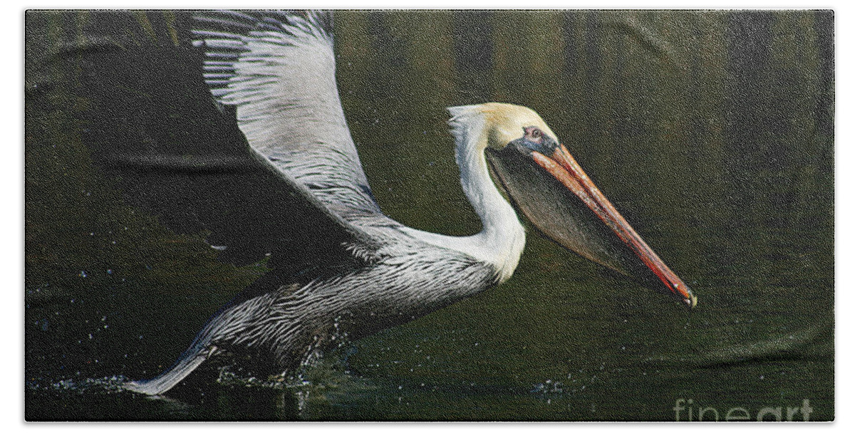 Pelican Hand Towel featuring the photograph Takeoff Pelican by Joan McCool