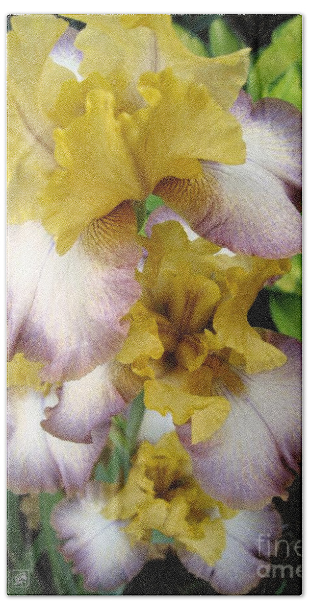 Bearded Iris Bath Towel featuring the photograph Tall Bearded Iris named Butterfingers by J McCombie
