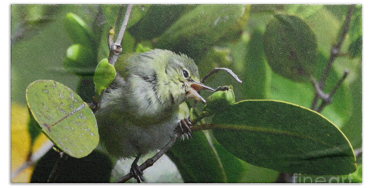 Tennessee Warbler Bath Towel featuring the photograph Tennesse Warbler eating Mangrove by Barbara Bowen