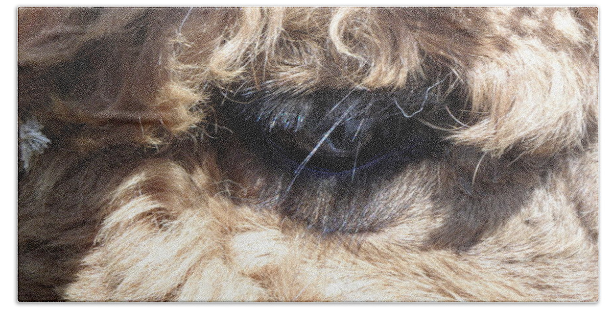 Alpaca Bath Towel featuring the photograph The Eye of an Alpaca by Kim Galluzzo Wozniak