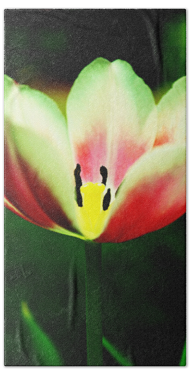Tulip Bath Towel featuring the photograph The Gift by Melanie Moraga