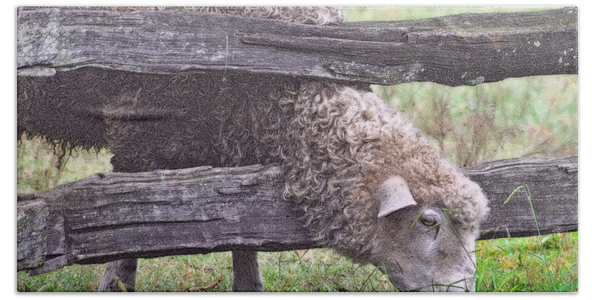 Sheep Hand Towel featuring the photograph The Grass...On The Other Side by Lydia Holly