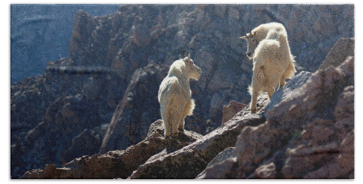 Mountain Goats; Posing; Group Photo; Baby Goat; Nature; Colorado; Crowd; Nature; Bath Towel featuring the photograph The Mountaineers by Jim Garrison