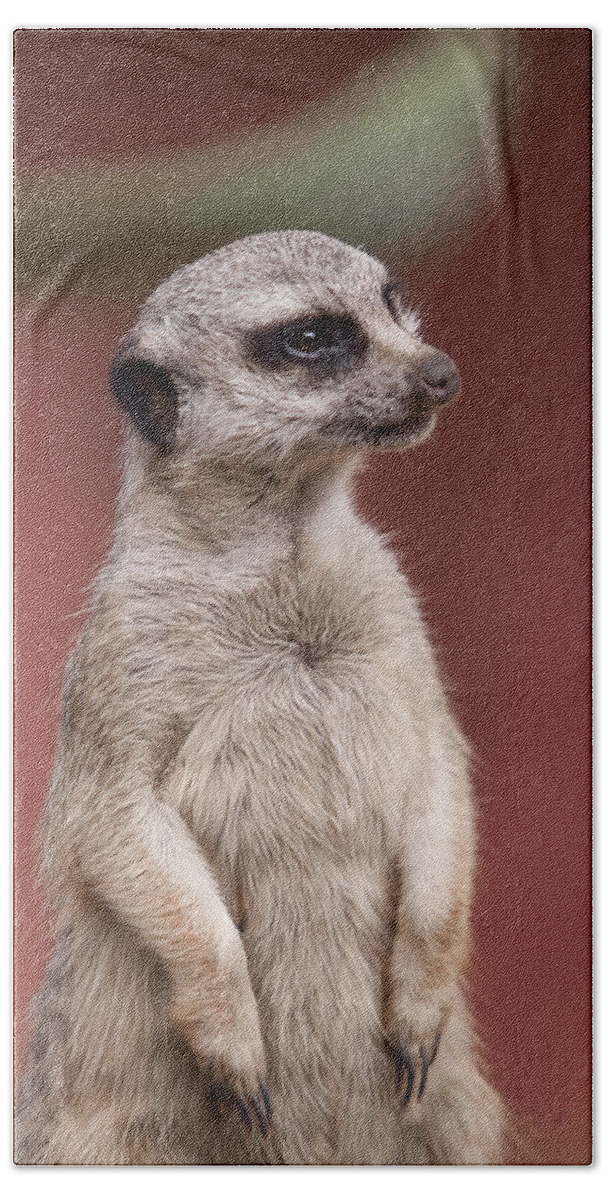 Meercats Bath Towel featuring the photograph The Sentry by Michelle Wrighton