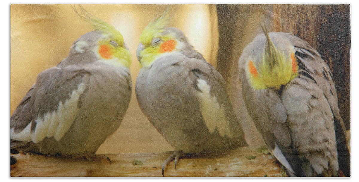 Cockatiels Hand Towel featuring the photograph They love each other but nobody loves me by Ian Middleton