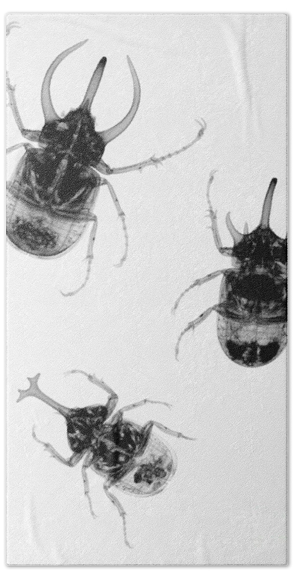 Beetles Bath Towel featuring the photograph Three Beetles X-ray by Ted Kinsman