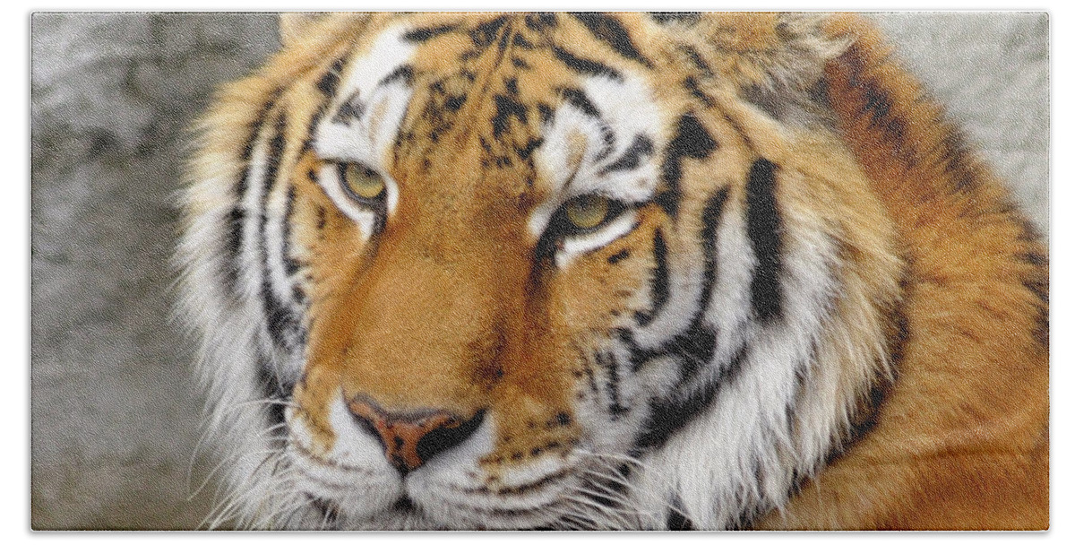 Tiger Bath Towel featuring the photograph Tiger Portrait by Ronald Grogan