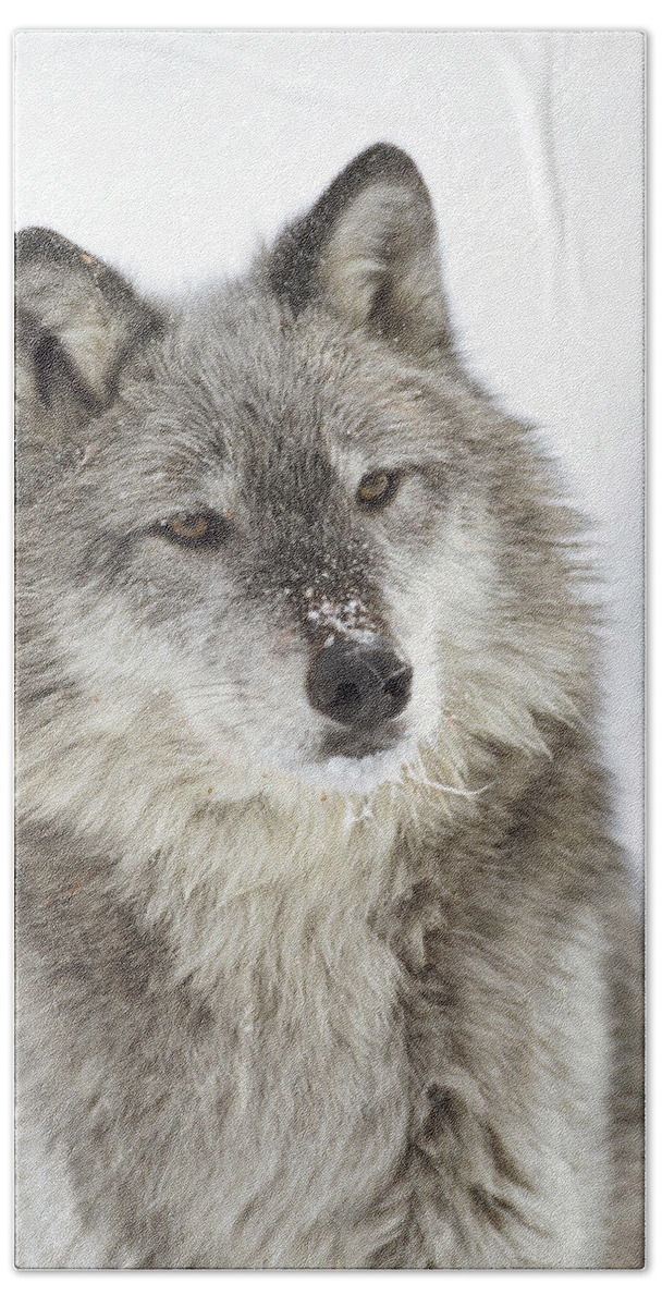 Mp Bath Towel featuring the photograph Timber Wolf Canis Lupus Portrait by Tim Fitzharris
