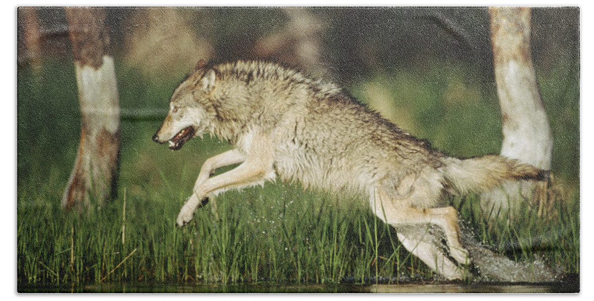 00170051 Bath Towel featuring the photograph Timber Wolf Running Through Shallow by Tim Fitzharris