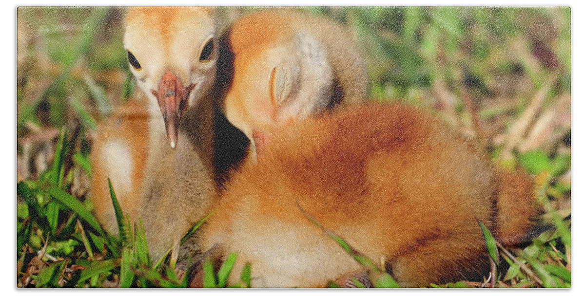 Sandhill Crane Hand Towel featuring the photograph Together by Bill Dodsworth