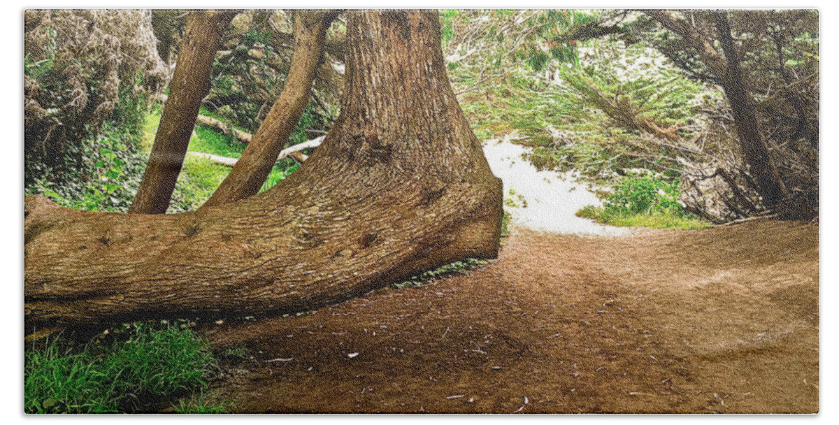 Tree Hand Towel featuring the photograph Tree And Trail by Bill Owen