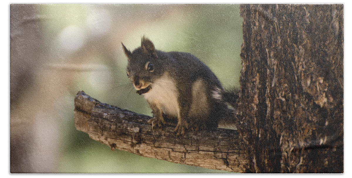 Douglas Bath Towel featuring the photograph Tree Squirrel by Dianne Phelps