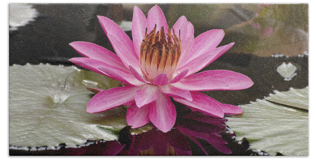 Pink Night Blooming Water Lily Hand Towel featuring the photograph Tropical Night Flowering Water Lily Rose de Noche III by Terri Winkler