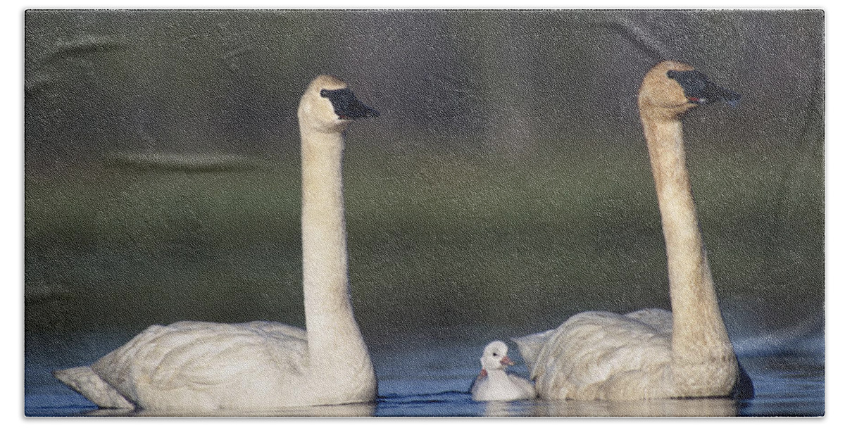 Mp Hand Towel featuring the photograph Trumpeter Swan Cygnus Buccinator Mother by Michael Quinton