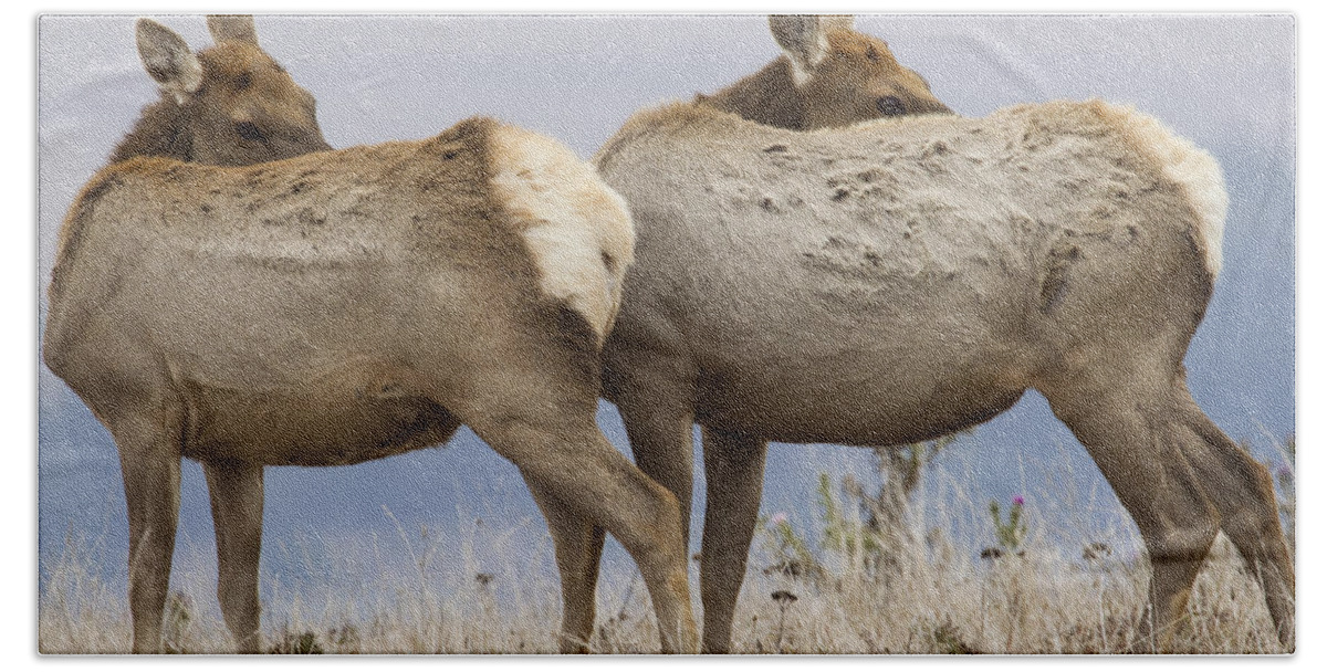00499812 Bath Towel featuring the photograph Tule Elk Females Grooming Point Reyes by Sebastian Kennerknecht