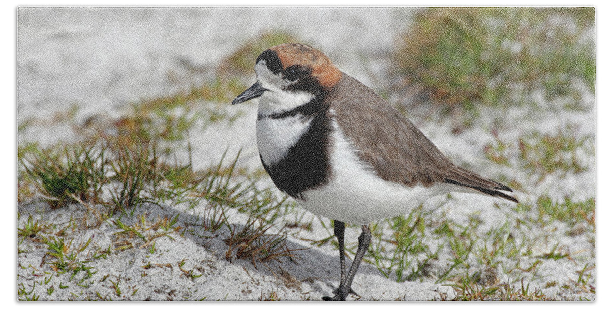 Flpa Bath Towel featuring the photograph Two-banded Plover Charadrius by Martin Withers