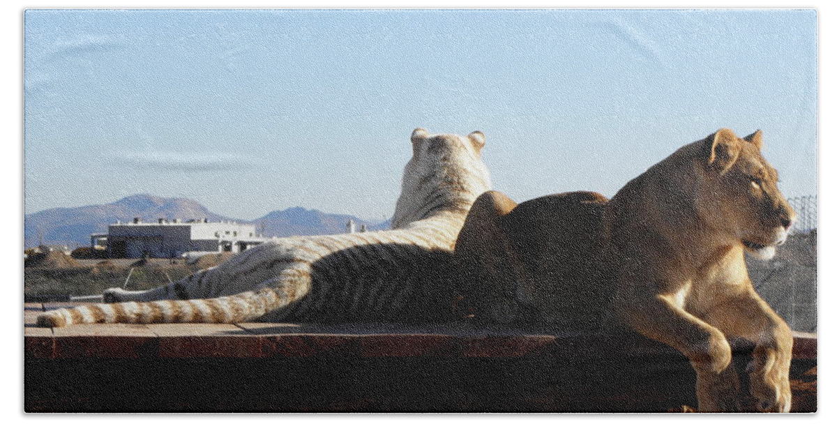 Lion Bath Towel featuring the photograph Two Gorgeous Females by Kim Galluzzo