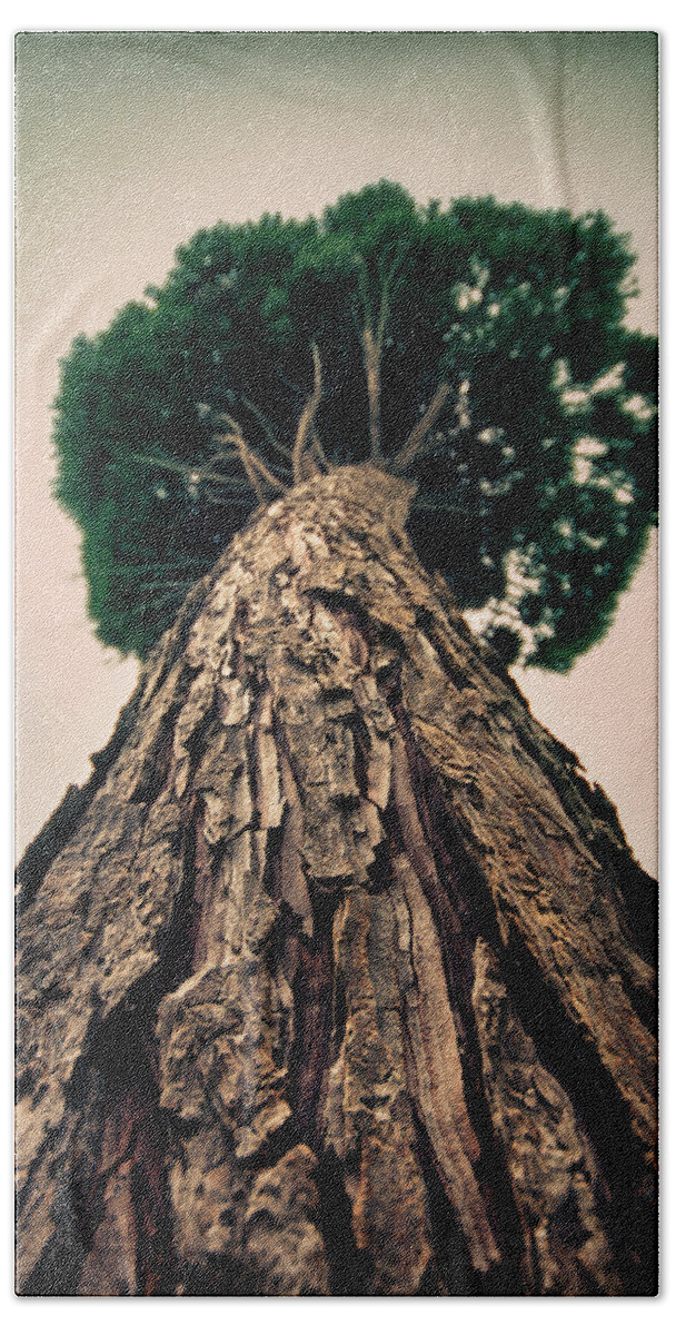 Tree Bath Sheet featuring the photograph Up From The Depths by Evelina Kremsdorf