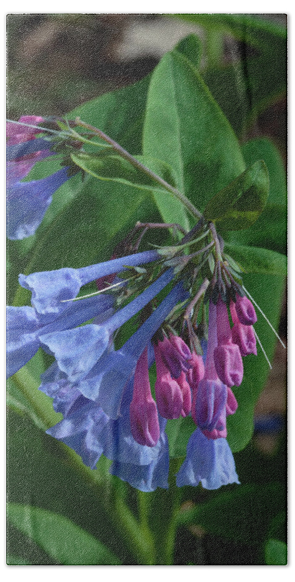 Flower Bath Towel featuring the photograph Virginia Bluebells by Daniel Reed