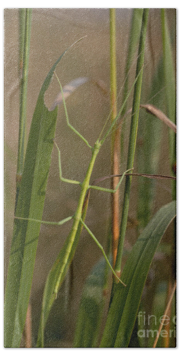 Animal Bath Towel featuring the photograph Walking Stick Insect by Ted Kinsman