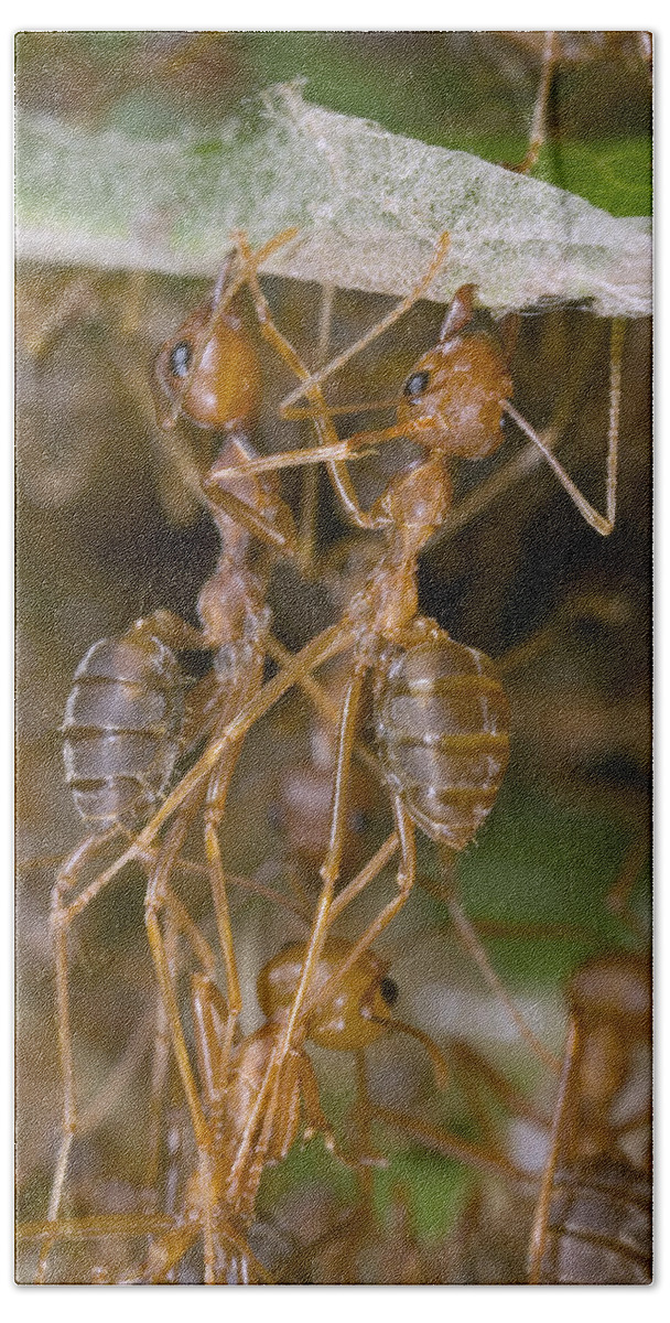 00298233 Bath Towel featuring the photograph Weaver Ant Workers Pulling Together by Piotr Naskrecki