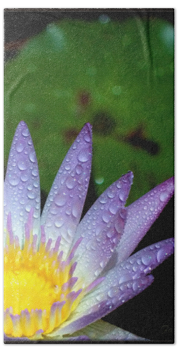 Water Lily Bath Towel featuring the photograph Wet Water Lily by Farol Tomson