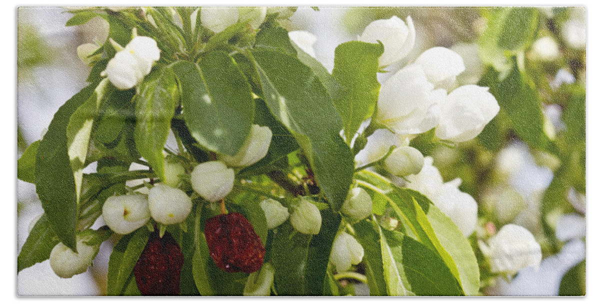 Landscape Bath Towel featuring the photograph White Blossoms and Fruit by Donna L Munro