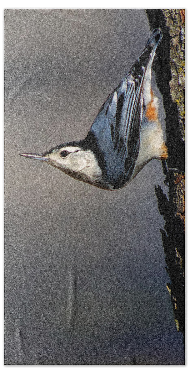 Bird Hand Towel featuring the photograph White-Breasted Nuthatch by Bill and Linda Tiepelman