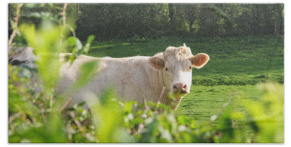 White Hand Towel featuring the photograph White Cow by Diana Haronis