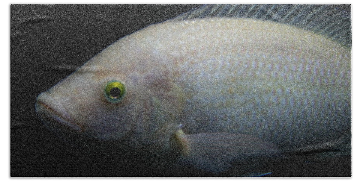 Jennifer Bright Art Bath Towel featuring the photograph White Tilapia with Yellow Eyes by Jennifer Bright Burr