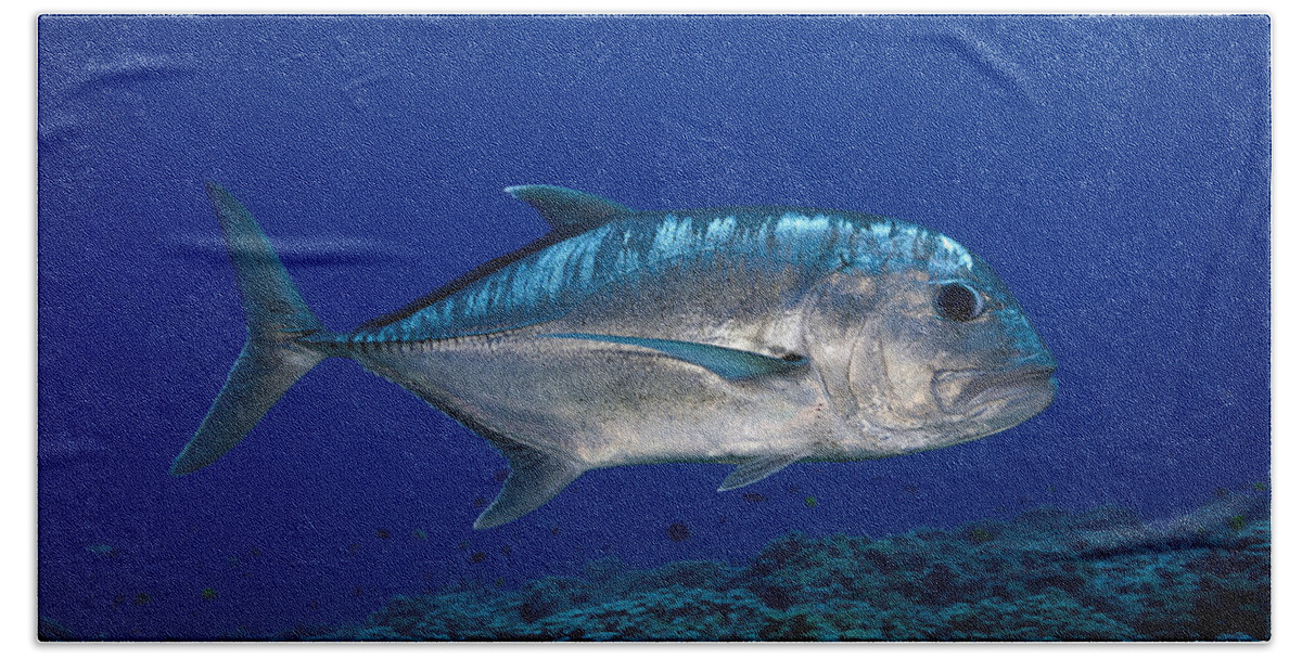 Animal Hand Towel featuring the photograph White Ulua by Dave Fleetham