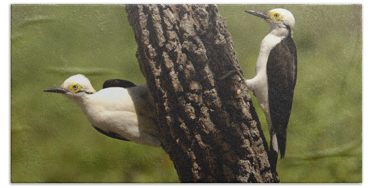 Mp Bath Towel featuring the photograph White Woodpecker Melanerpes Candidus by Pete Oxford