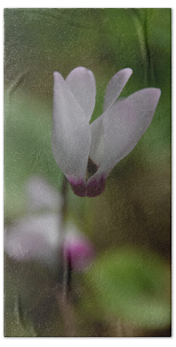 Alone Hand Towel featuring the photograph Wild cyclamen by Michael Goyberg