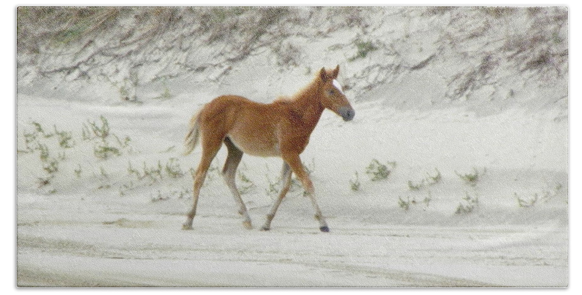 Foal Bath Towel featuring the photograph Wild Spanish Mustang Foal of the Outer Banks of North Carolina by Kim Galluzzo Wozniak
