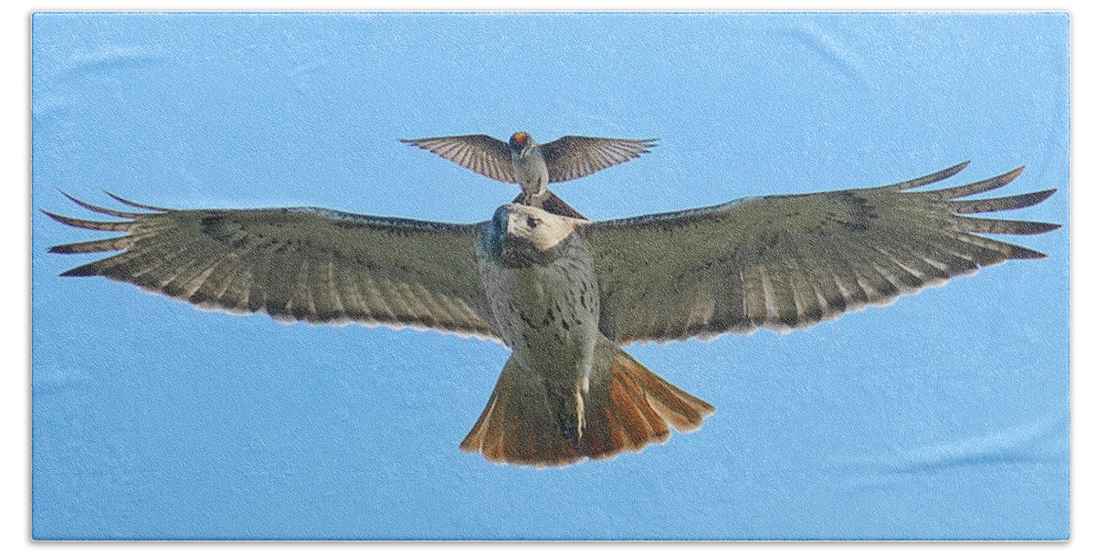 Hawk Bath Towel featuring the photograph Wind Beneath My Wings by William Jobes
