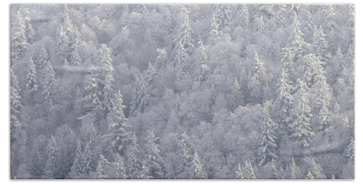 00173357 Bath Towel featuring the photograph Winter Forest British Columbia Canada by Tim Fitzharris
