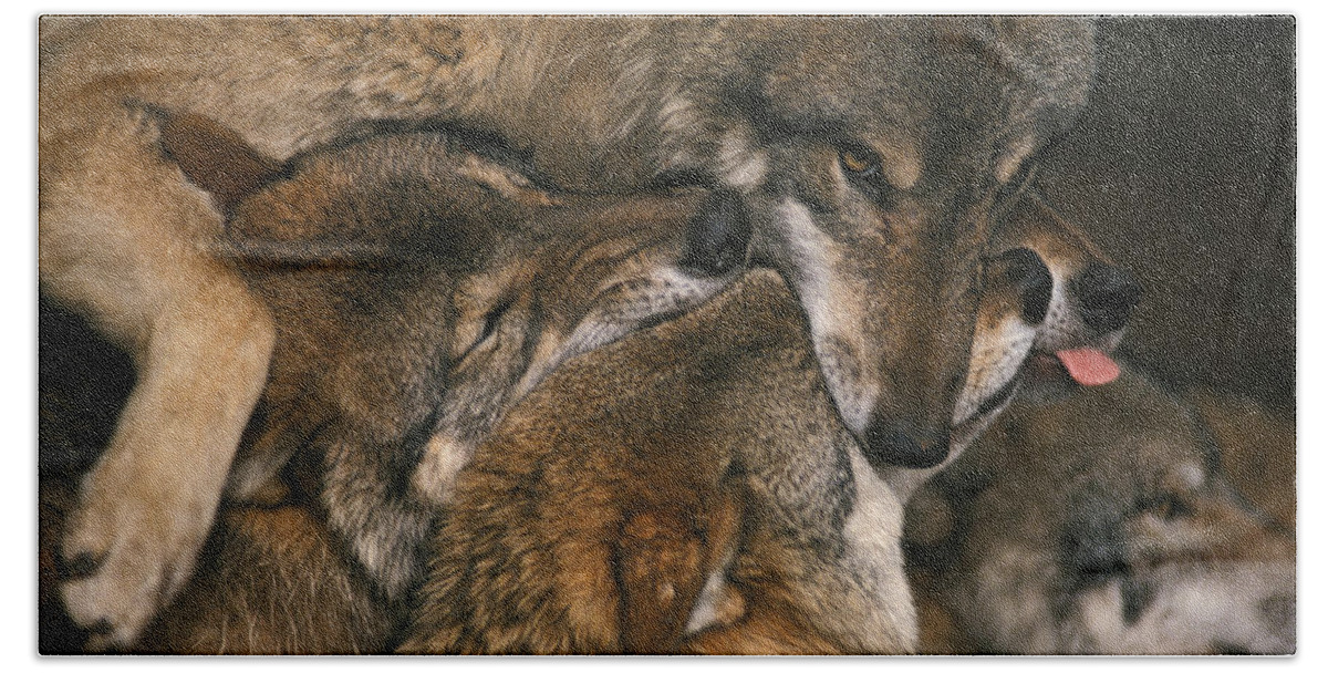 Nature Bath Towel featuring the photograph Wolf pack biting each others muzzles by Ulrich Kunst And Bettina Scheidulin