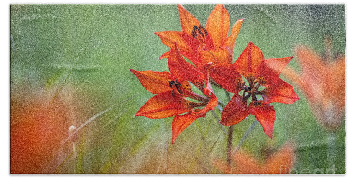 Flower Bath Towel featuring the photograph Wood Lily by Hal Horwitz and Photo Researchers