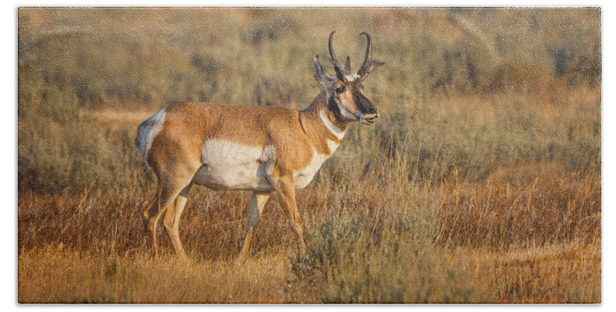 2012 Bath Towel featuring the photograph Wyoming Pronghorn by Ronald Lutz