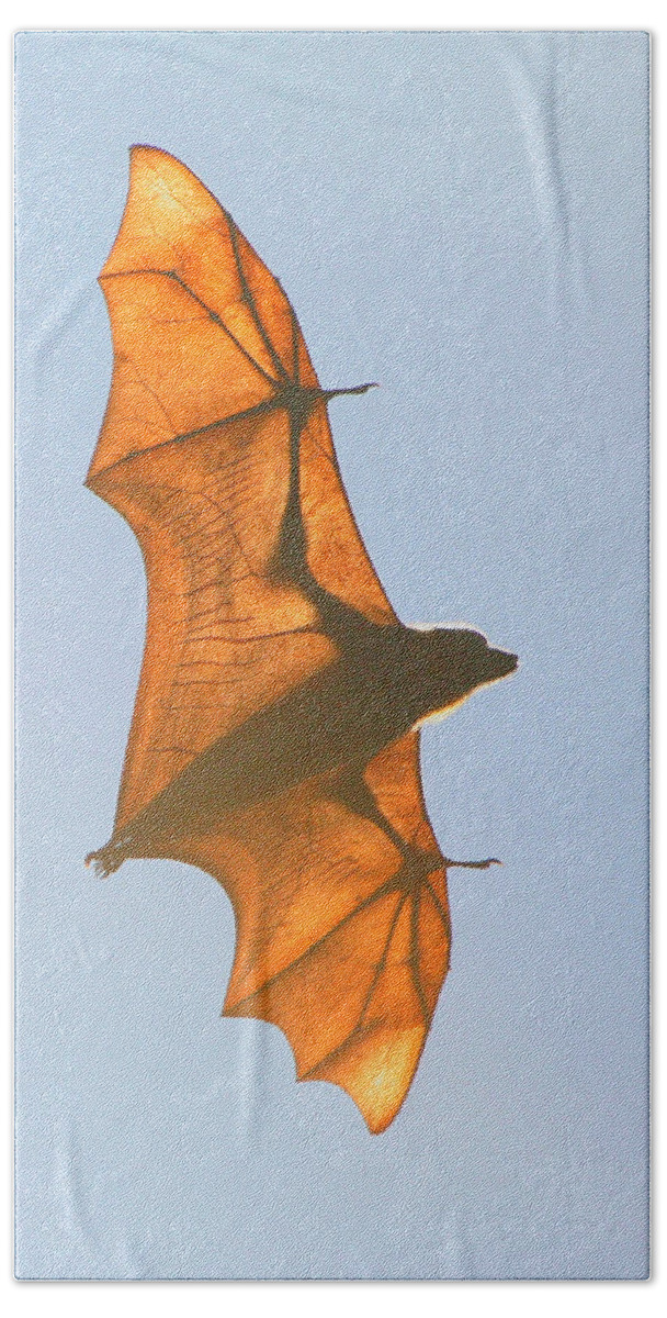 Australia Hand Towel featuring the photograph X-ray Fruit Bat by Bruce J Robinson
